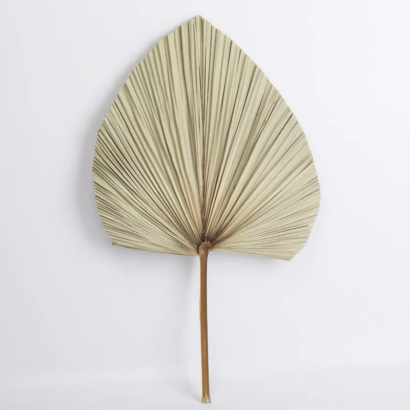 Dried Palm Leaves Natural Dried Fan Leaf Palm Boho Decor