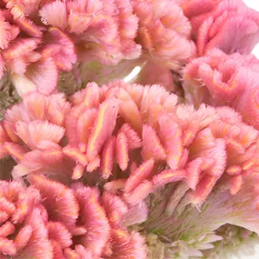 Light Pink Cockscomb Celosia Flowers